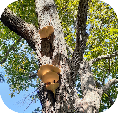 Dryad's Saddle Mushrooms